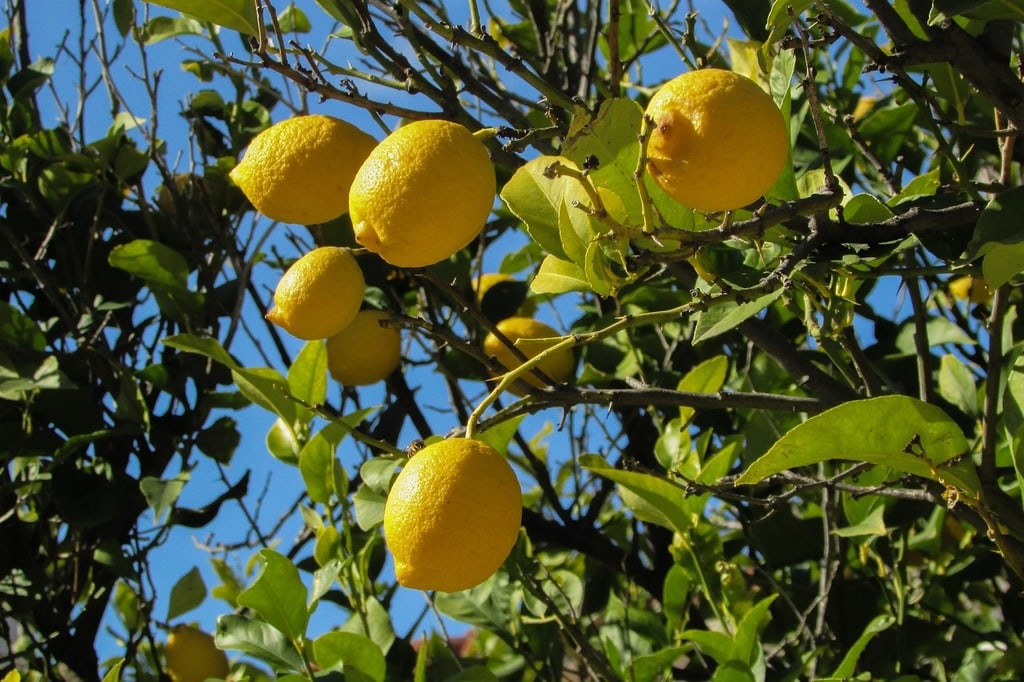 Les arbres fruitiers faciles à entretenir 