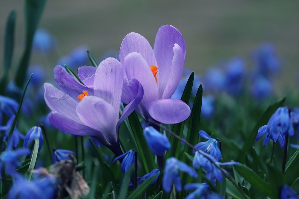 Un jardin durable, c'est quoi ?